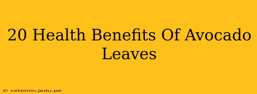 20 Health Benefits Of Avocado Leaves
