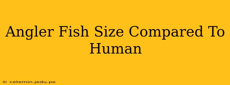 Angler Fish Size Compared To Human