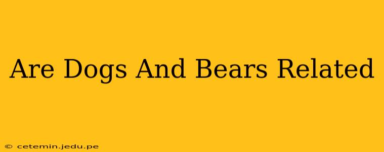 Are Dogs And Bears Related