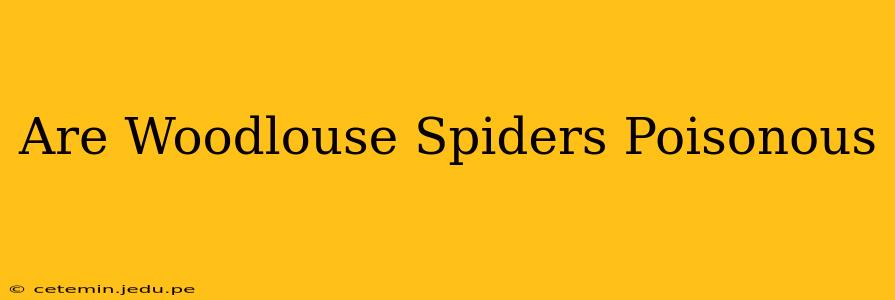 Are Woodlouse Spiders Poisonous