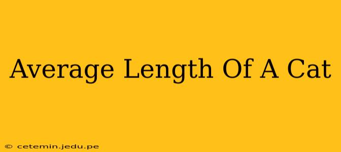 Average Length Of A Cat