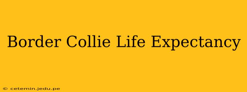 Border Collie Life Expectancy