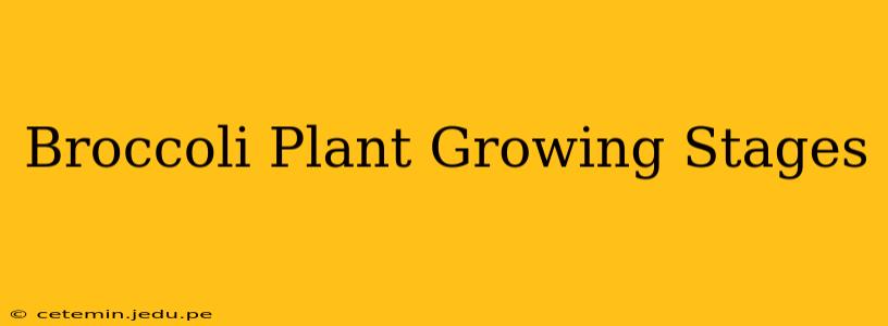 Broccoli Plant Growing Stages