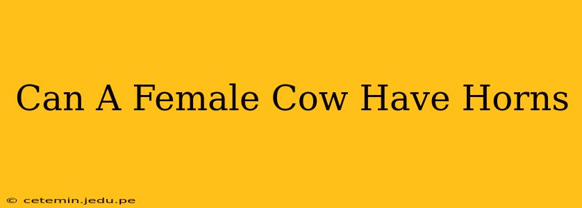Can A Female Cow Have Horns