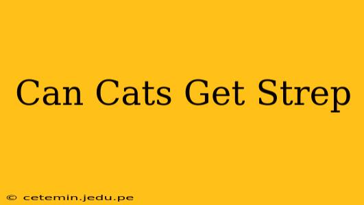 Can Cats Get Strep