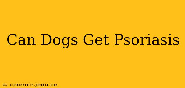 Can Dogs Get Psoriasis