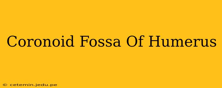 Coronoid Fossa Of Humerus