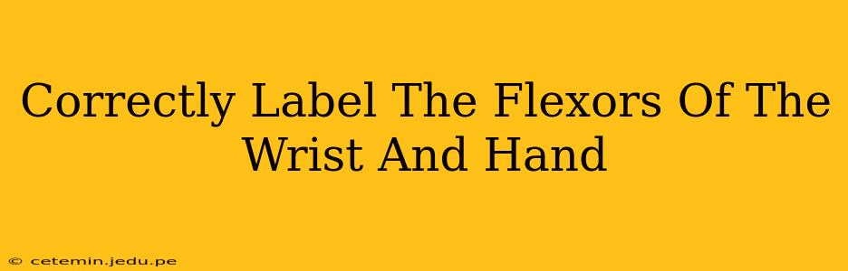 Correctly Label The Flexors Of The Wrist And Hand
