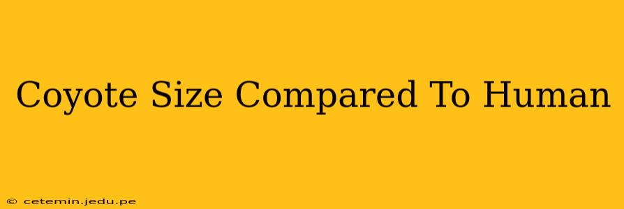 Coyote Size Compared To Human