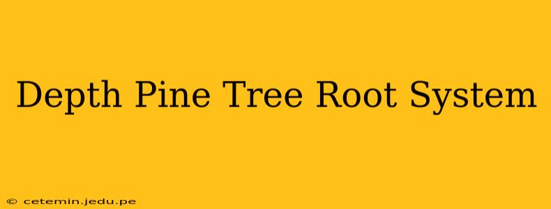 Depth Pine Tree Root System