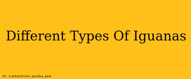 Different Types Of Iguanas
