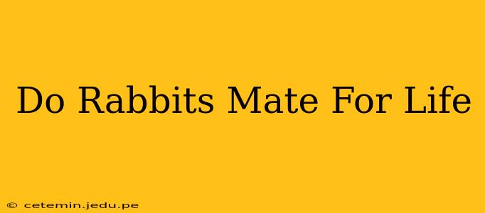 Do Rabbits Mate For Life