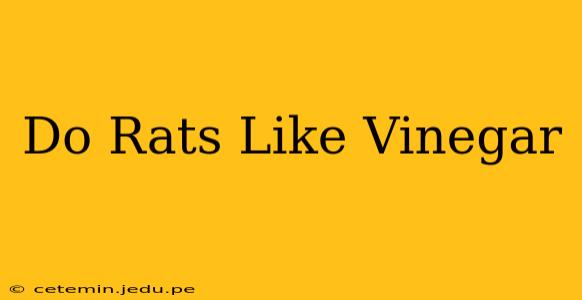 Do Rats Like Vinegar