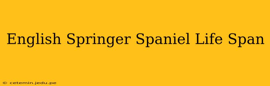 English Springer Spaniel Life Span