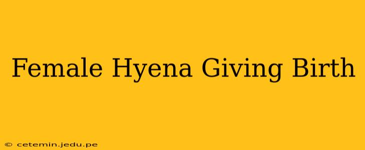Female Hyena Giving Birth