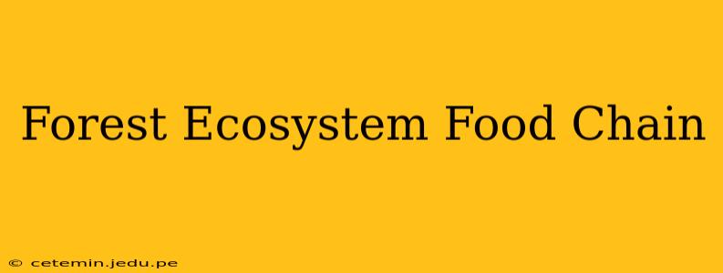 Forest Ecosystem Food Chain
