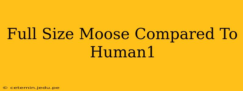 Full Size Moose Compared To Human1