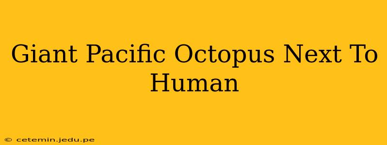 Giant Pacific Octopus Next To Human