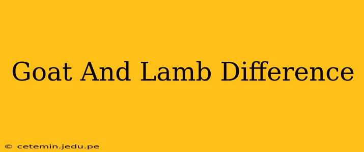 Goat And Lamb Difference