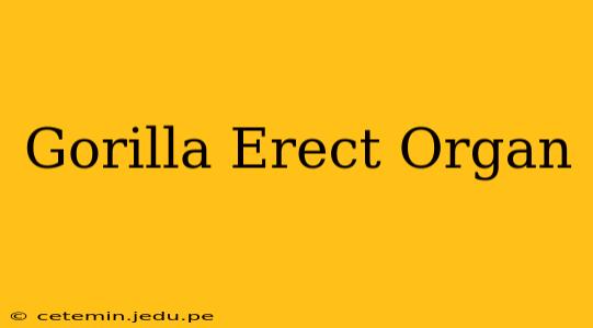 Gorilla Erect Organ