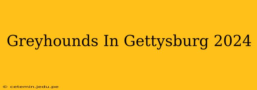 Greyhounds In Gettysburg 2024
