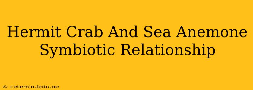Hermit Crab And Sea Anemone Symbiotic Relationship