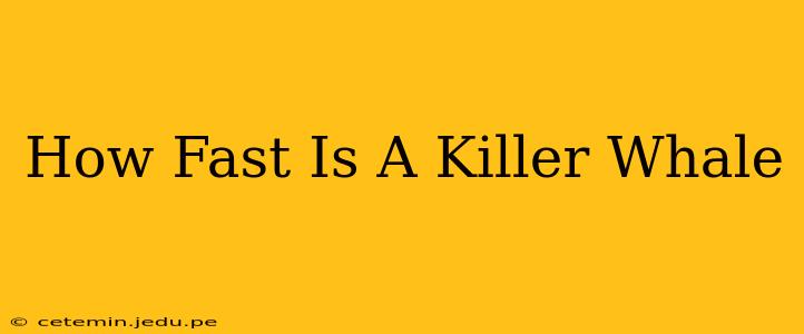 How Fast Is A Killer Whale
