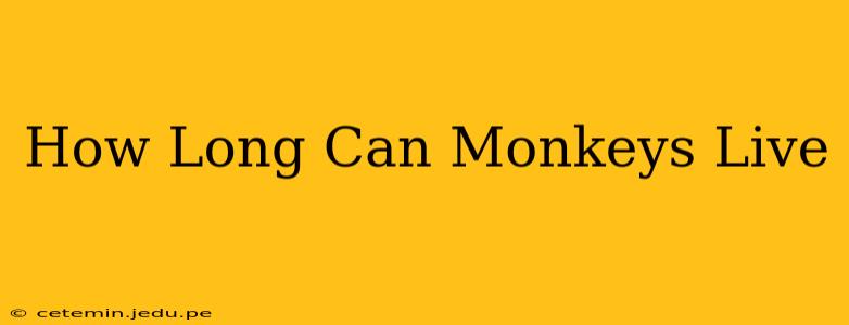 How Long Can Monkeys Live