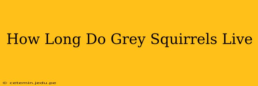 How Long Do Grey Squirrels Live