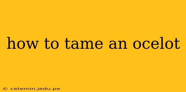 how to tame an ocelot