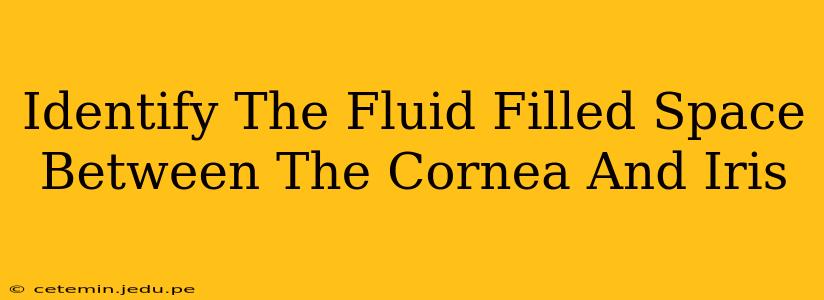 Identify The Fluid Filled Space Between The Cornea And Iris