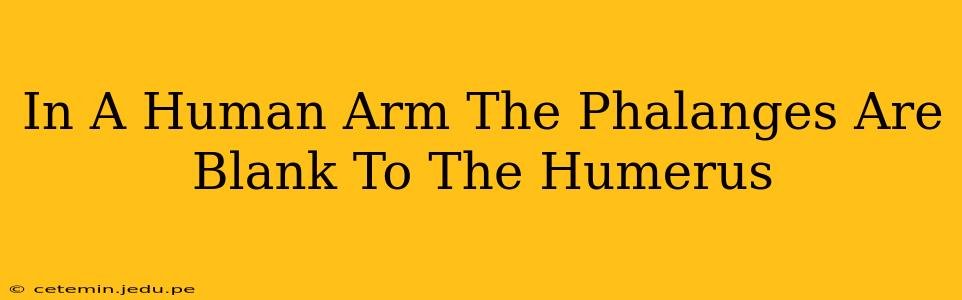 In A Human Arm The Phalanges Are Blank To The Humerus