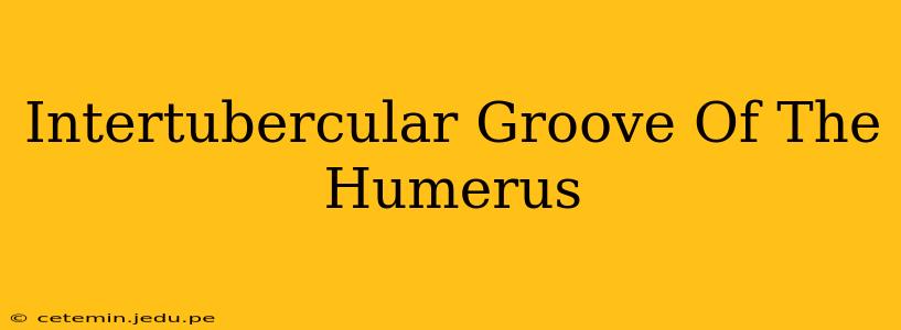 Intertubercular Groove Of The Humerus