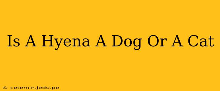 Is A Hyena A Dog Or A Cat