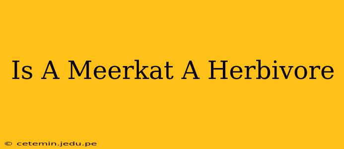 Is A Meerkat A Herbivore