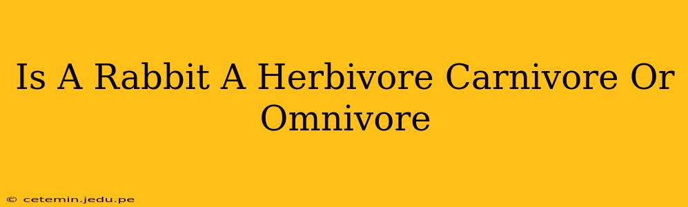 Is A Rabbit A Herbivore Carnivore Or Omnivore