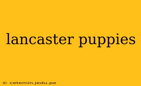 lancaster puppies