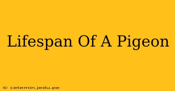 Lifespan Of A Pigeon