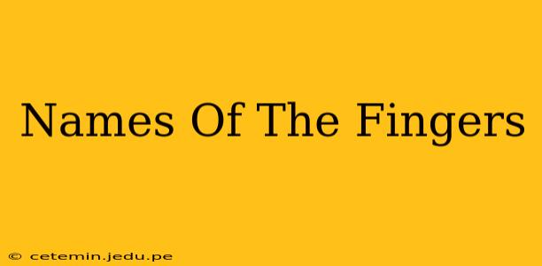 Names Of The Fingers