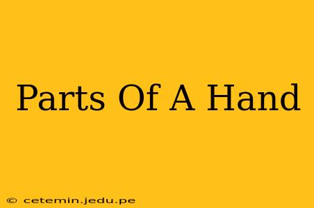 Parts Of A Hand