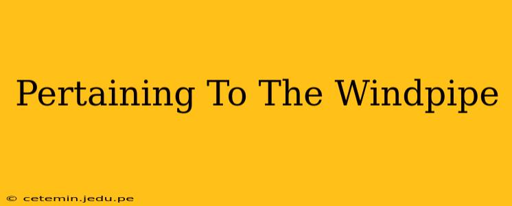 Pertaining To The Windpipe