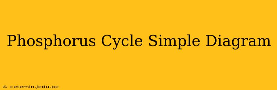 Phosphorus Cycle Simple Diagram