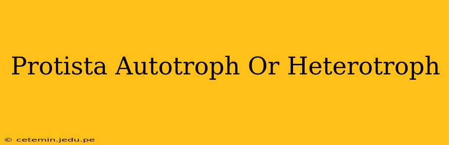 Protista Autotroph Or Heterotroph