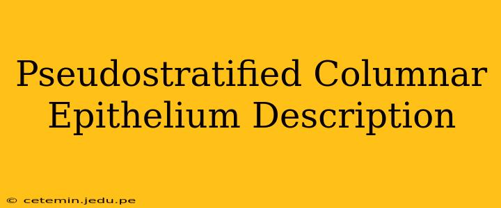 Pseudostratified Columnar Epithelium Description