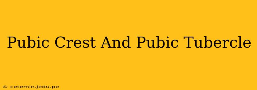 Pubic Crest And Pubic Tubercle
