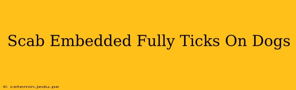 Scab Embedded Fully Ticks On Dogs