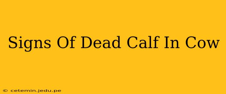 Signs Of Dead Calf In Cow