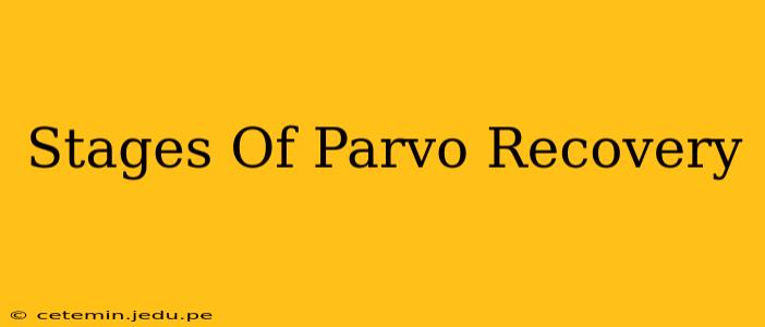 Stages Of Parvo Recovery