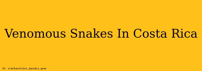 Venomous Snakes In Costa Rica