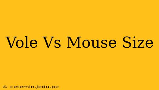 Vole Vs Mouse Size